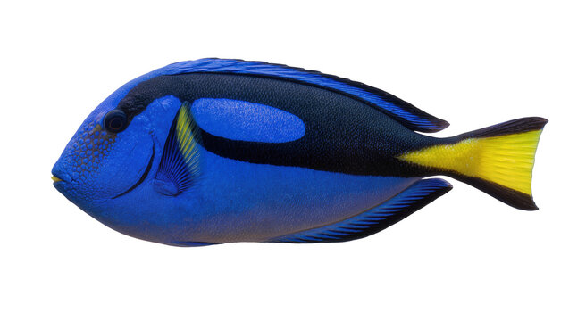 Vibrant blue tang fish with black and yellow markings, isolated on transparent background