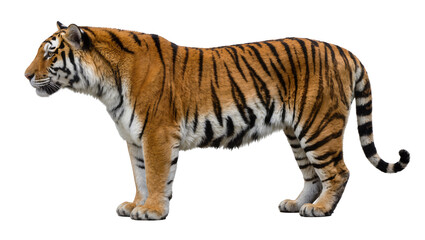 Fototapeta premium Majestic Bengal tiger with orange and black stripes, isolated on transparent background