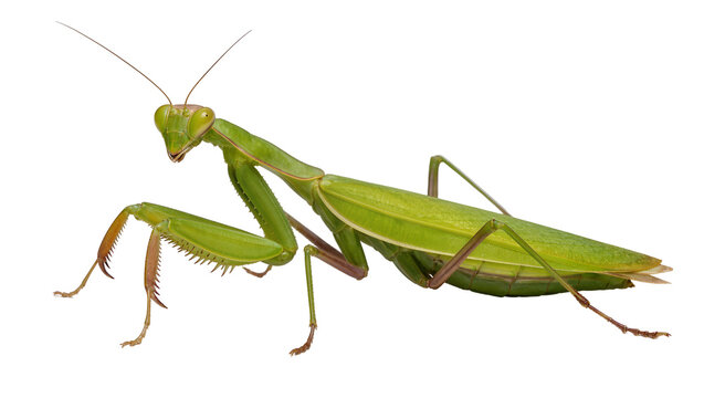 Green praying mantis insect with long antennae, isolated on transparent background