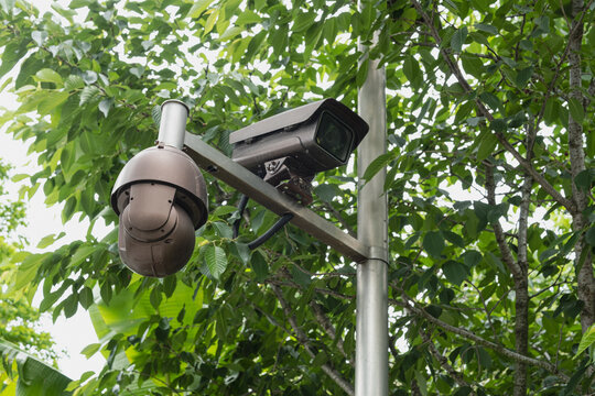 Two outdoor security cameras mounted on metal pole among leafy trees for property surveillance and public safety monitoring, with dome camera and box camera as fixed recording equipment