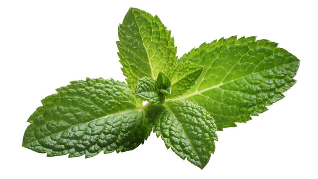 Fresh green mint leaves with serrated edges, isolated on transparent background
