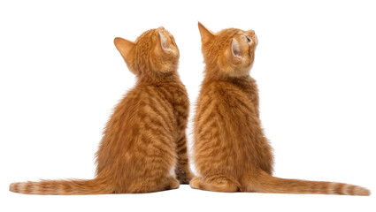 Two ginger tabby kittens sitting back to back looking up, isolated on transparent background © Iura