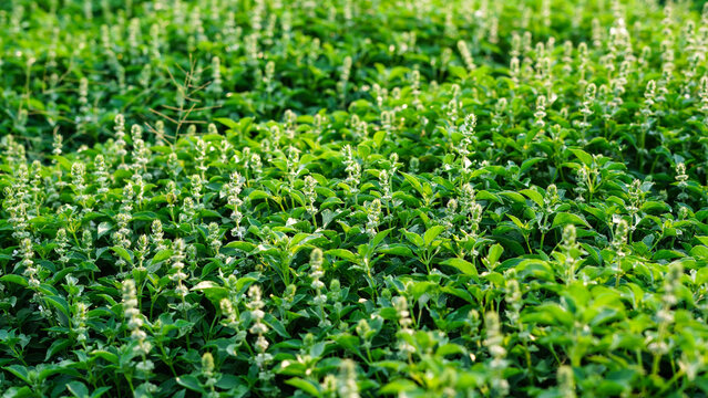 Close-Up of Flowering Basil Plants in a Dense Green Field