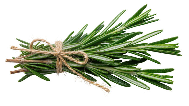 Fresh green rosemary sprigs tied with twine, isolated on transparent background