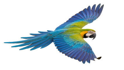 Blue and yellow macaw parrot in flight, isolated on transparent background © Maria
