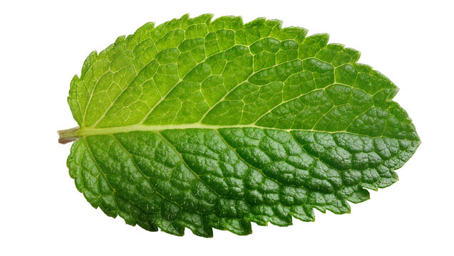 Single green mint leaf with serrated edges, isolated on transparent background