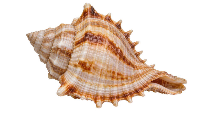 Spiky brown and white striped seashell, isolated on transparent background