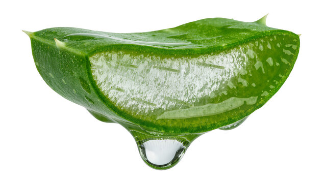 Fresh aloe vera slice with clear gel and water droplet, isolated on transparent background