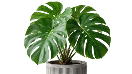 Large green monstera deliciosa plant in a ribbed concrete pot, isolated on transparent background © Maria