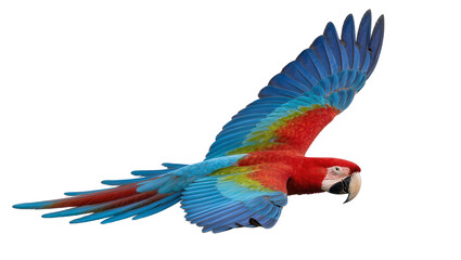Scarlet macaw parrot with vibrant blue and red feathers, flying isolated on transparent background © Maria