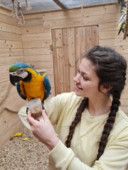 Vertical medium shot of a young Caucasian woman with braided hair holding a small plastic cup and feeding a colorful blue and yellow macaw parrot inside a wooden zoo aviary © Tina