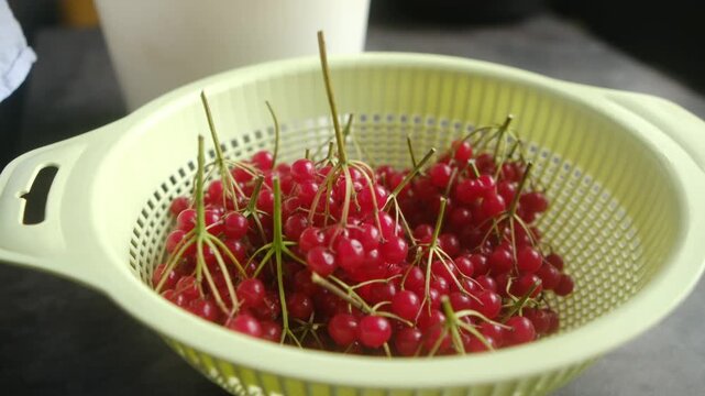 Close up of a person's hand carefully sorting and picking bunches of ripe red viburnum berries from a plastic colander in a kitchen, preparing the healthy fruit for consumption or cooking