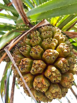 The image displays the distinctive, pineapple-shaped fruit of a&nbsp;Pandanus&nbsp;species, commonly known as screw pine.