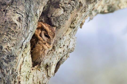 scoops owl nested in a tree