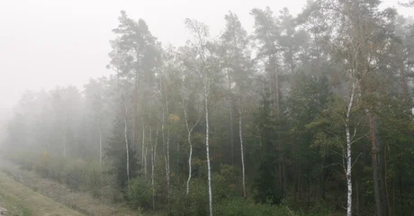 Dense pine and birch forest landscape shrouded in thick morning mist during the autumn season © 4Max