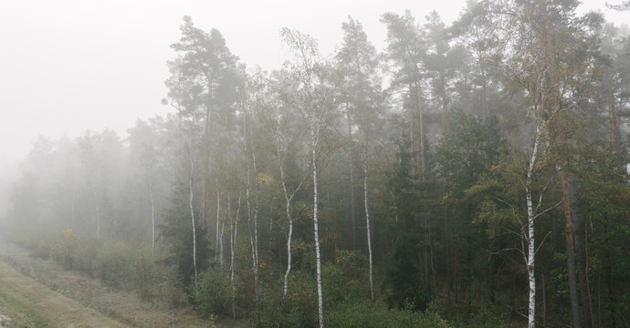 Dense pine and birch forest landscape shrouded in thick morning mist during the autumn season