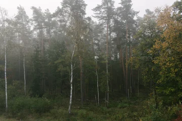 Dense pine forest landscape shrouded in thick morning mist during the cool autumn season © 4Max