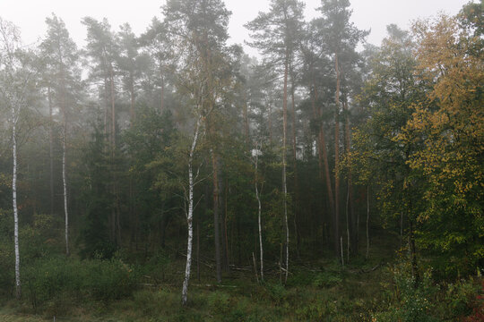 Dense pine forest landscape shrouded in thick morning mist during the cool autumn season