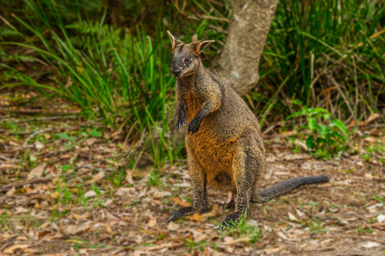 Male Russet Wallaby Stands Tall