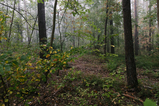 Misty morning atmosphere in a dense deciduous forest with tall pine trees and autumn foliage