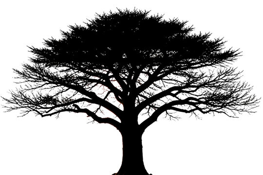 Cedar of Lebanon tree silhouette isolated on white background