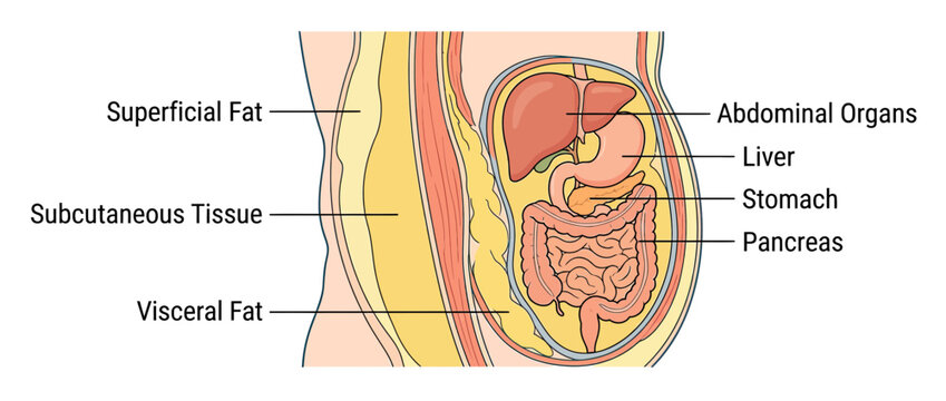Human Abdominal Organs and Fat Layers Diagram