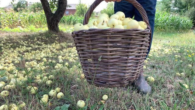 A person lifts and sets down a full basket of ripe, juicy apples against the backdrop of an apple tree and a bountiful harvest. The gardener's legs are visible, clad in blue jeans and work shoes. The 
