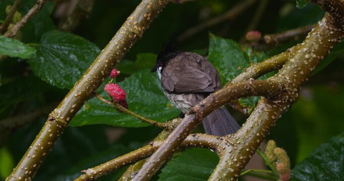 Red Whiskered Bulbul bird eating ripe blackberries on tree in Mauritius in rainy weather - C4K 10 bit 