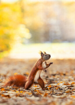 cute squirrel in the forest in autumn light in the morning