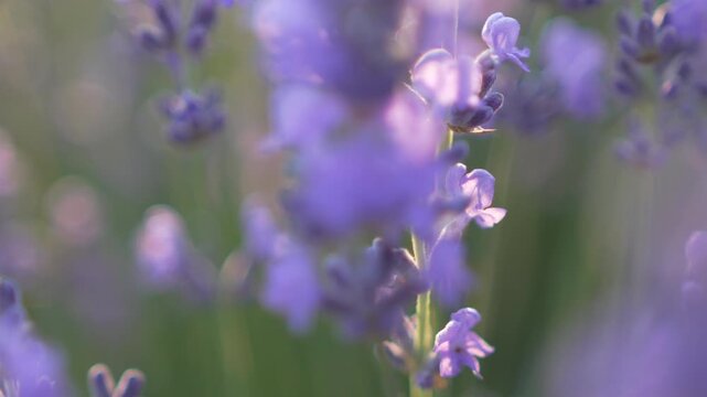 Purple lavender stalks vibrate in a sunlit meadow during a breeze. Extreme close-up rack focus shot.