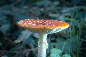 fly agaric mushroom © Stephanie Beckers