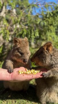 Two adorable quokkas happily munched on fresh corn kernels directly out of an outstretched human hand while sitting on bright green grass under sunny skies.
