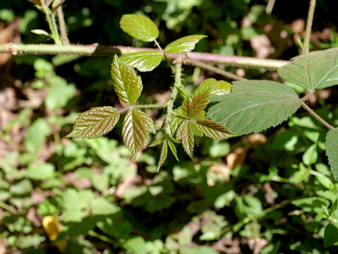 Young shoot of a blackberry, Rubus fruticosus agg., with fresh leaves. The fine leaf veins, serrated edges, and thorns of the new shoot stand out against a soft green background.