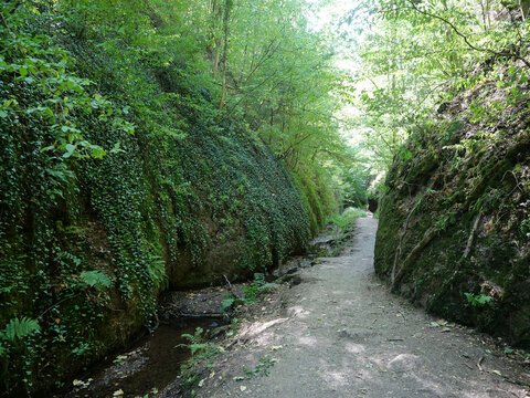 A hiking trail along the stream in the Dragon's Gorge near Eisenach. Moss, ferns, and dense vegetation nestled between steep rock walls create the atmosphere of this shady forest gorge.