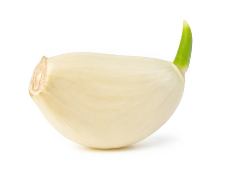 Garlic Clove with Green Spr Isolated on White
