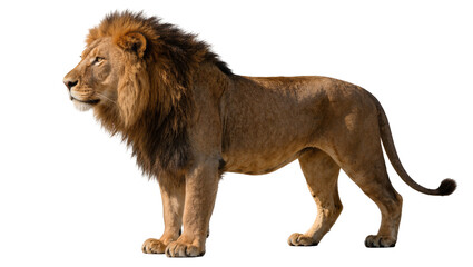 Majestic male lion with full mane standing, isolated on transparent background © Denis