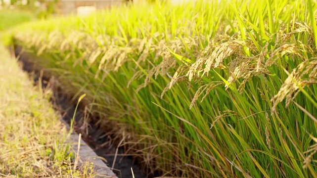 夕日に照らされた稲穂と収穫前の秋の田んぼ。ピント位置のバリエーション
