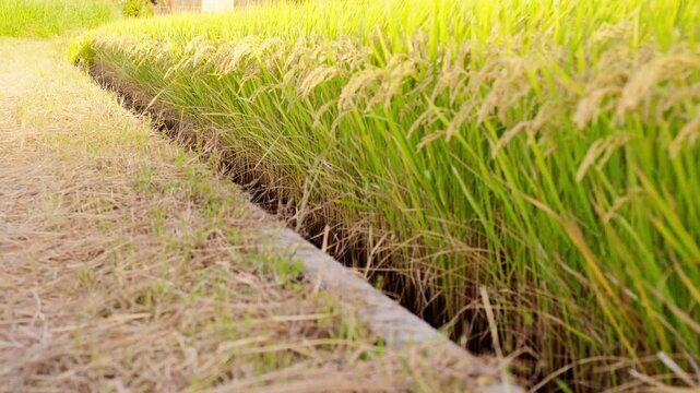 夕日に照らされた稲穂と収穫前の秋の田んぼ。ピント位置のバリエーション