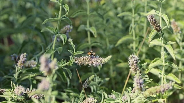 Insect resting on wild mint flower in the wind