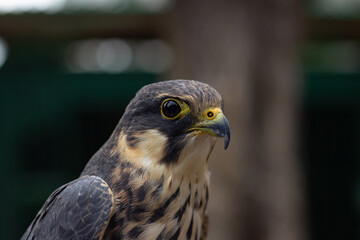 Detailed profile portrait of a Eurasian Hobby, a small fast falcon © Lilu