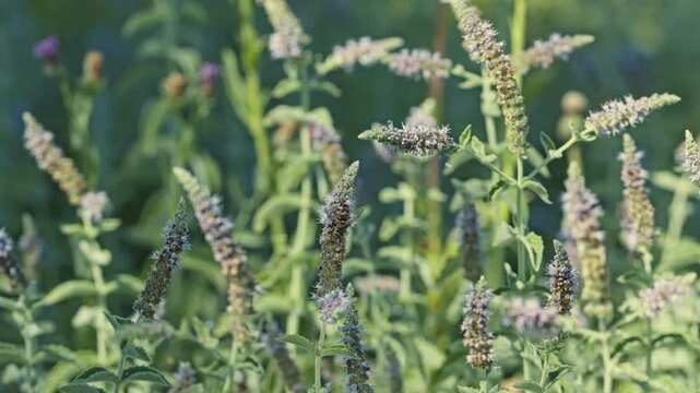 Wild mint in bloom swaying in warm evening light