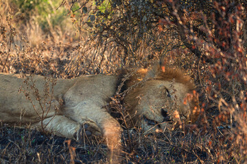 Adult male lion sleeping under a bush in Kruger National Park. © PABLO