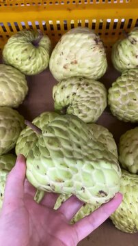 Close-up of a person holding a fresh green sugar apple fruit over a basket of custard apples at a market in Vietnam.