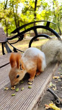 Red squirrel with a large fluffy tail eating nuts and seeds on a wooden park bench, surrounded by autumn foliage and soft natural bokeh. Wildlife in a peaceful forest setting