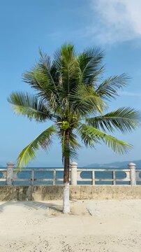 Vertical shot of a green coconut palm tree with fruits on a seaside promenade against the blue ocean in Nha Trang, Vietnam.