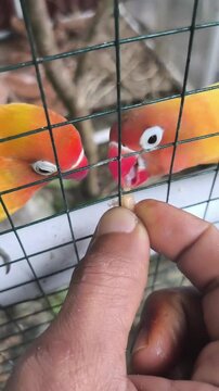 Hand feeding lovebird bird in a cage. Cute pet bird interaction and daily care video footage.