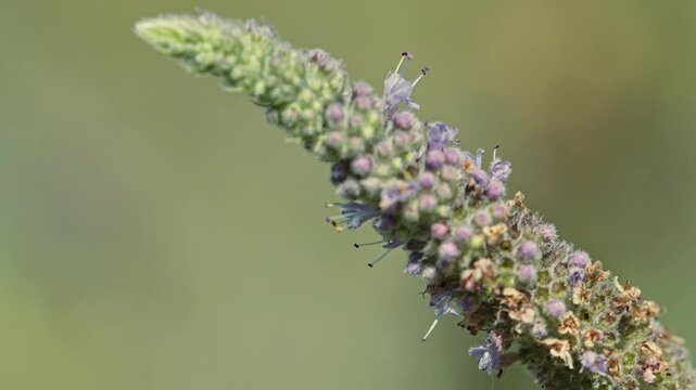 Macro of wild mint flower spike moving in the wind