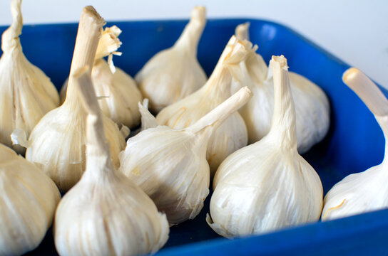 Close-up shot of multiple fresh, whole garlic bulbs with long stems neatly arranged inside a blue tray. Perfect for culinary concepts, recipe ingredients, healthy eating themes, and kitchen stock phot