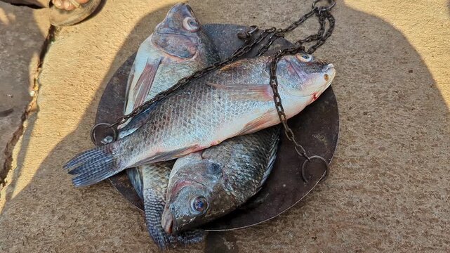 A close-up of fresh fish being weighed and sold at a rural Indian village market during the morning