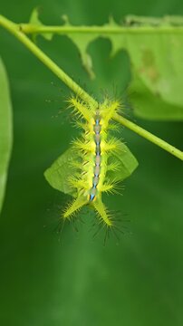 Macro of yellow monema flavescens insect crawling over plant stem with blurred on background at the garden. Also known as nettle caterpillar insect.
